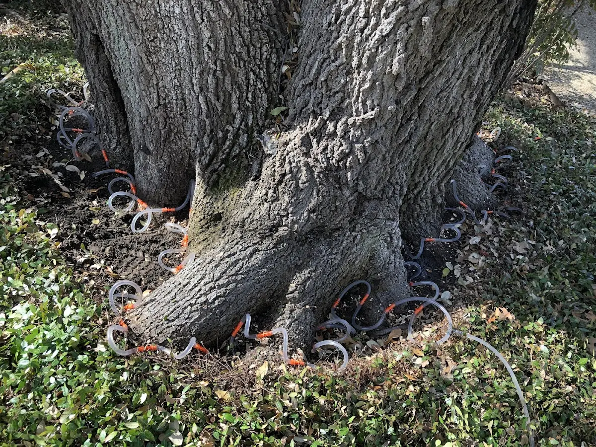 Detailed Tree Cabling and Bracing job site in Halifax